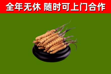 新都区回收冬虫夏草