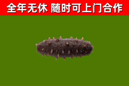 新都区回收海参干